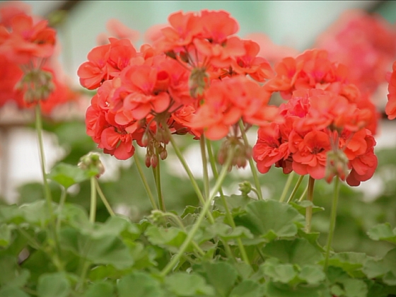 Vymazlené pelargonie aneb Bez muškátů by české léto nebylo létem