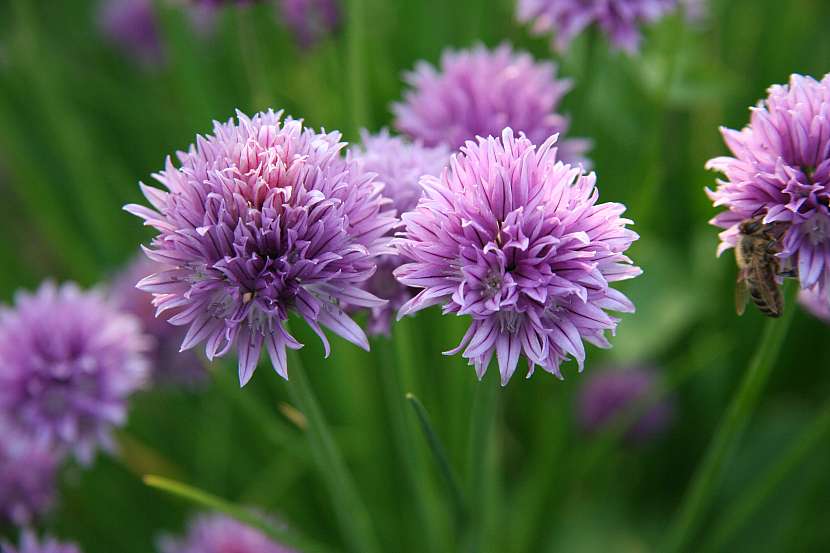 Pažitka pobřežní (Allium schoenoprasum): nejen nať, ale květy se uplatní v kuchyni