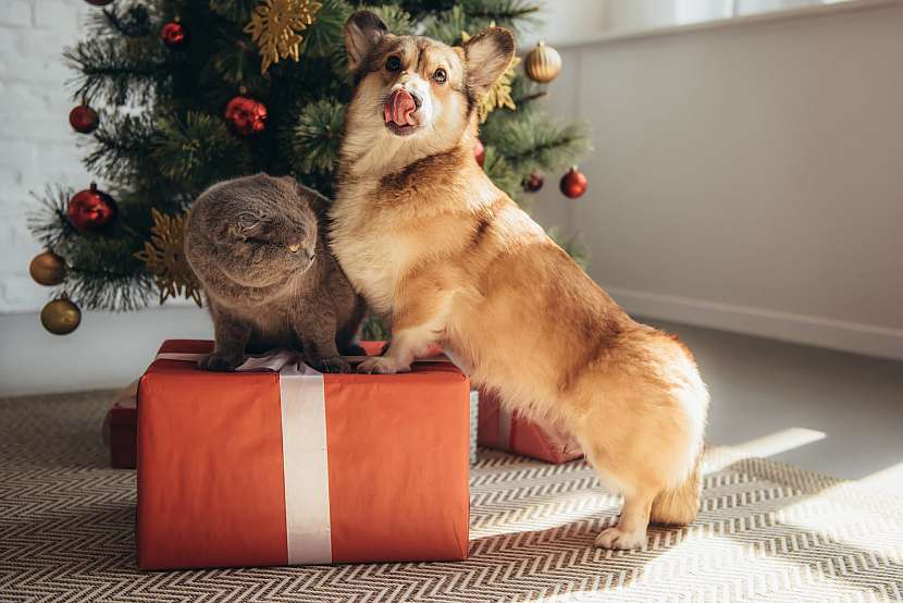 Lámete si hlavu, co dát vašim mazlíčkům k Vánocům? Darujte jim dobrotu (zdroj: Depositphotos)