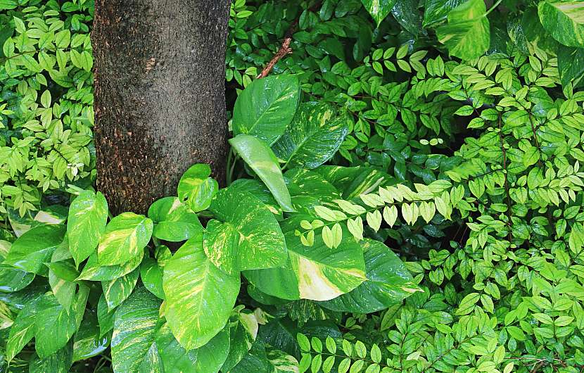 Většina áronovitých patří mezi tropické rostliny