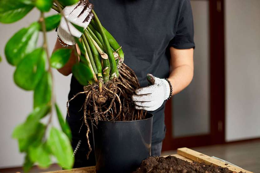 Rostlinu vyndejte z květináče a opatrně oddělte trsy
