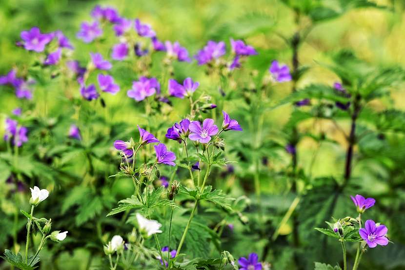 Kakost smrdutý (Geranium robertianum)