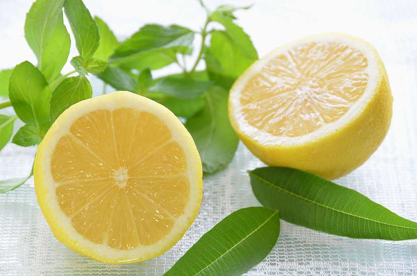Verbena citronová je nepostradatelnou rostlinkou v domácí lékárně (Zdroj: Depositphotos (https://cz.depositphotos.com))