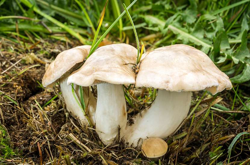 Polévka májová houbovka jako z časů našich prababiček (Zdroj: Depositphotos)
