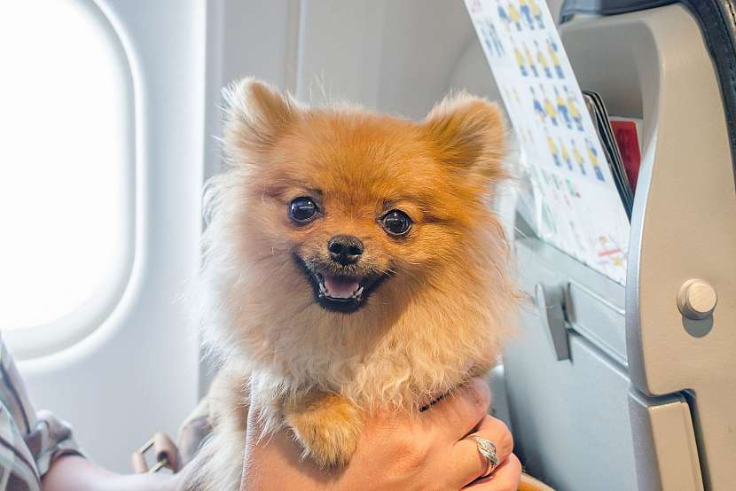 Pes v letadle