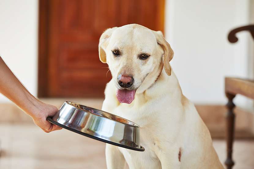 Jak se pozná torze žaludku u psa a co dělat? (Zdroj: Depositphotos (https://cz.depositphotos.com))