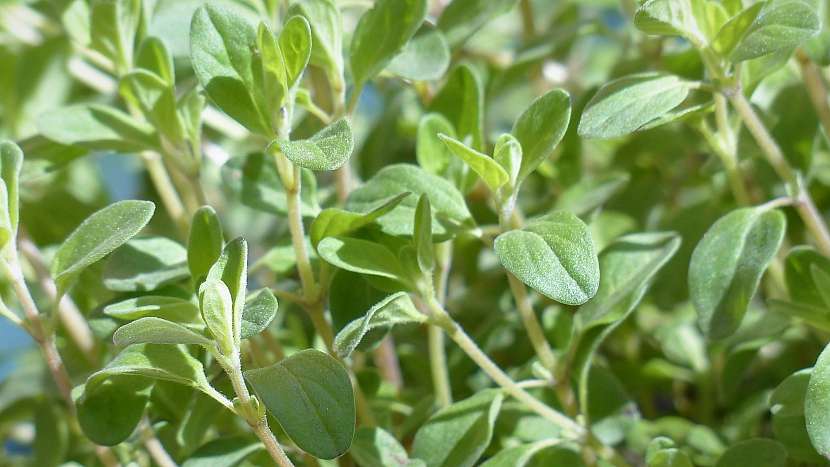 Majoránka zahradní (Origanum majorana) zažene bolest hlavy a uklidní