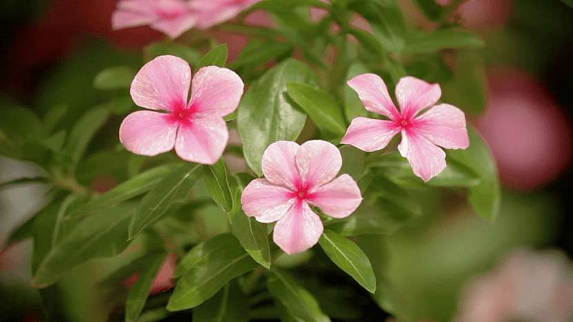 Katarantus růžový (Catharanthus roseus) nebo také barvínkovec růžový či katarant růžový