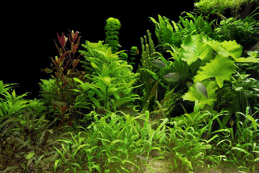 Aby akvárium vypadalo krásně, vyberte vhodné rostliny (Zdroj: Depositphotos (https://cz.depositphotos.com))