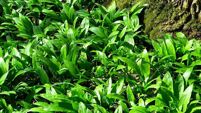 Medvědí česnek (Allium ursinum) roste volně v přírodě