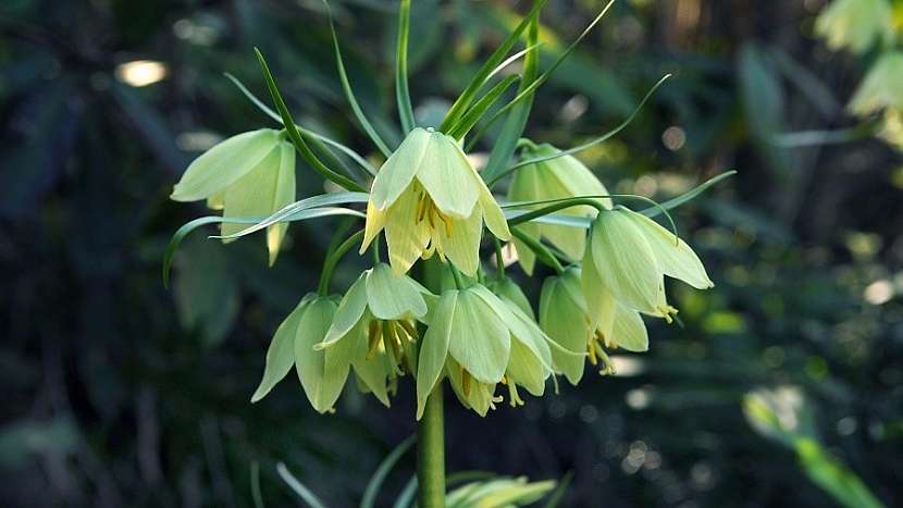 Fritillaria raddeana