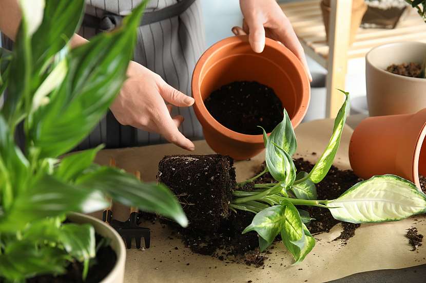 Po vyjmutí rostliny ze stávající nádoby se přesvědčte o stavu kořenů a substrátu