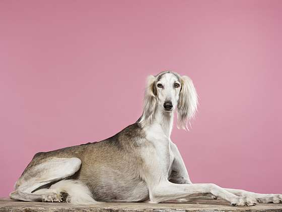 Saluki: Starobylé plemeno, které mívalo vyšší cenu než velbloud