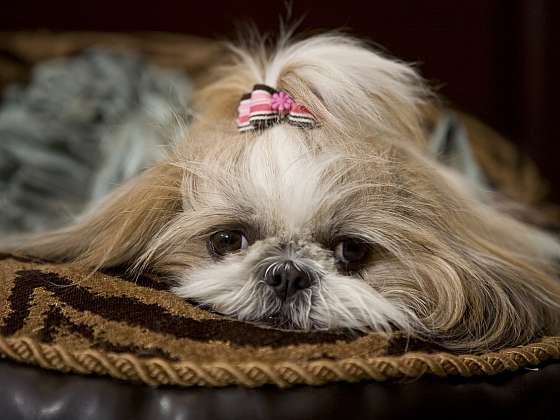 Shih-tzu: Starobylé plemeno psů původem z Tibetu