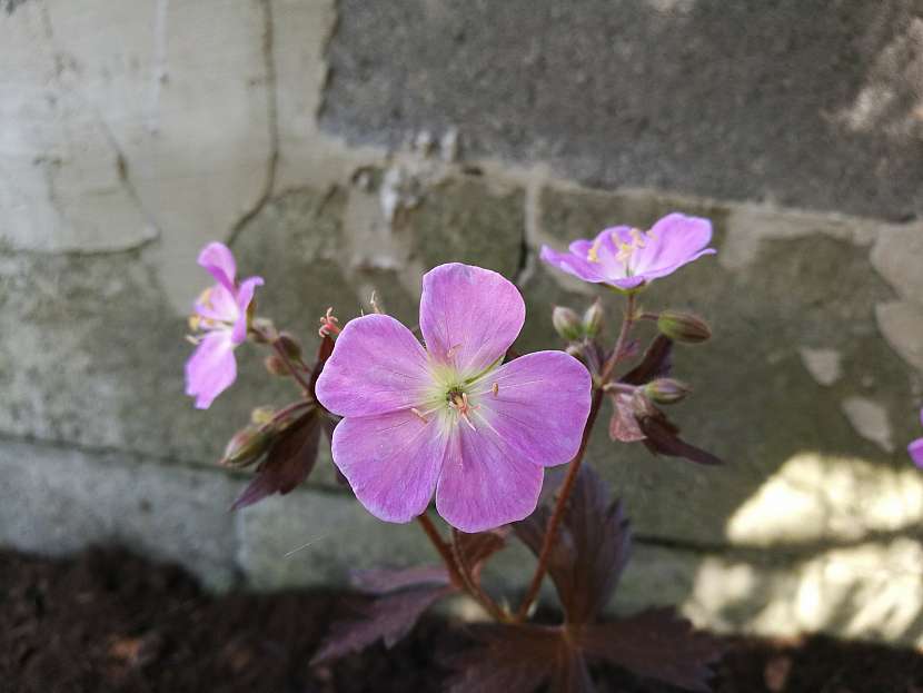 Kakost skvrnitý (Geranium maculatum)