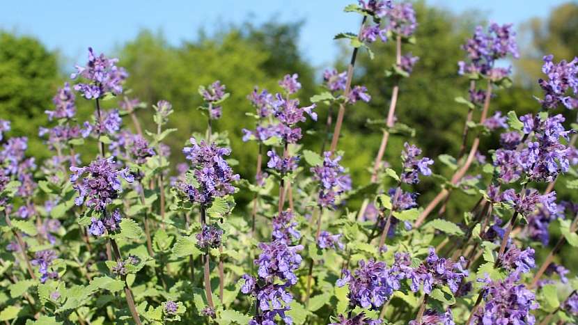 Po kterých bylinkách kočky šílí: šanta kočičí (Nepeta cataria)