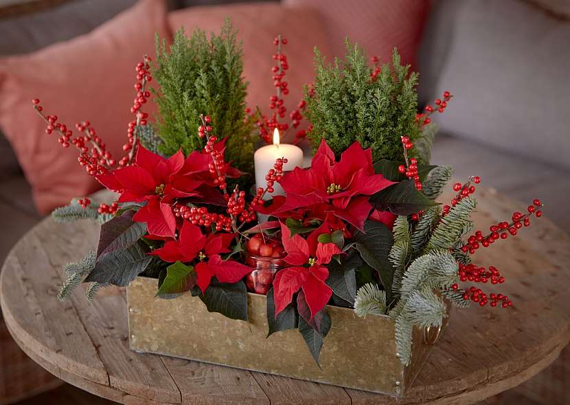 Využít můžete starou zašlou dřevěnou krabičku a naplnit ji ořechy, jablky, mandarinkami a květy poinsettií.