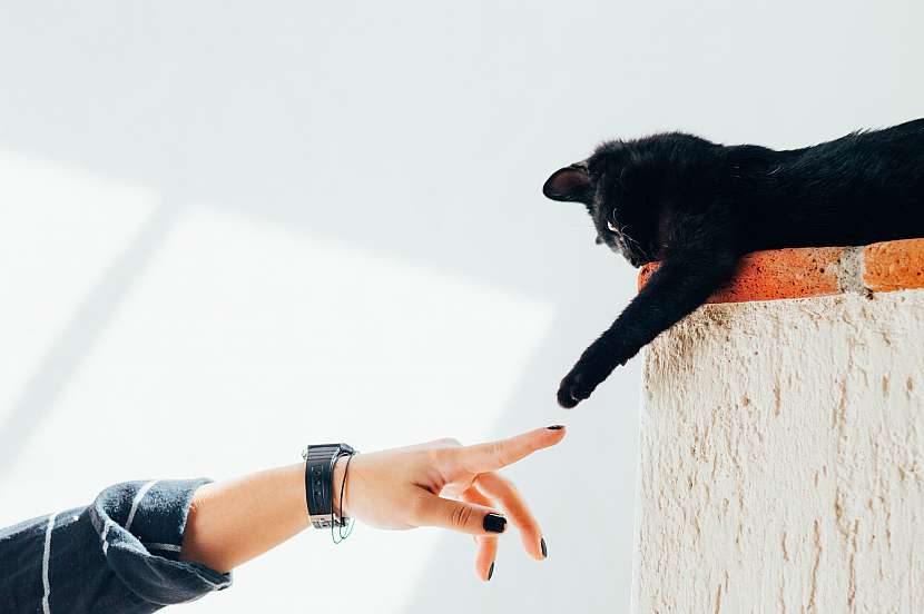  Kastrovat či nekastrovat svého kočičího mazlíčka? (Zdroj: Krmiva Pučálka / UNSPLASH)