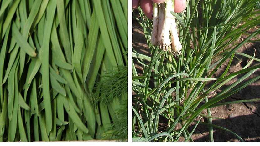 Pažitka čínská (Allium tuberosum)