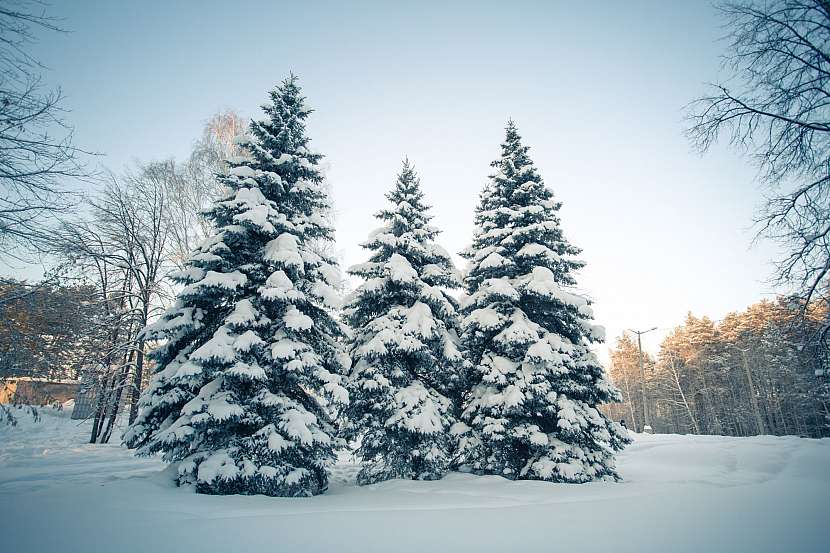 Les v zimě vybízí k vánočnímu pohoštění pro zvířátka (Zdroj: Depositphotos)