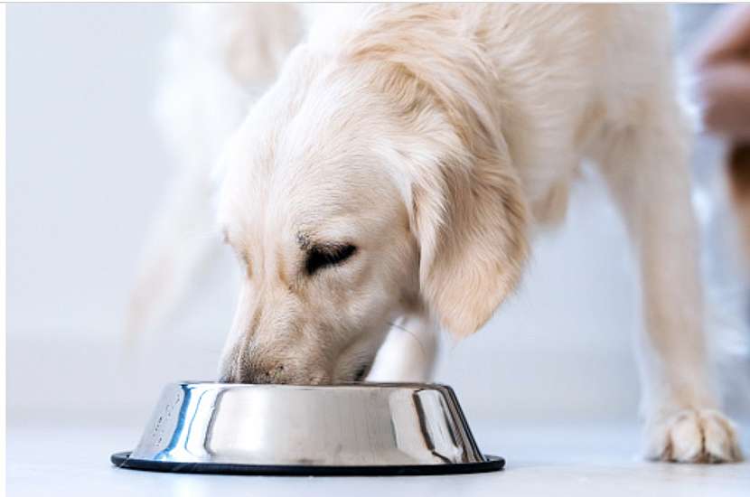 Špatně zvolené psí krmivo může způsobit vážné zdravotní komplikace (Zdroj: Yoggies)