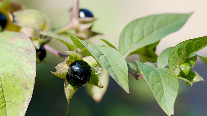 Jedovaté rostliny: rulík zlomocný (Atropa belladonna)
