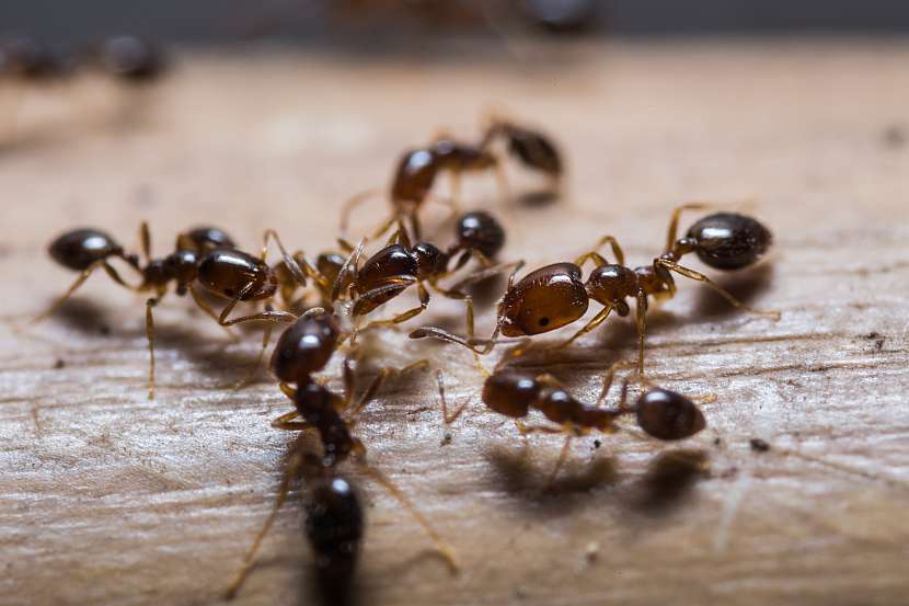 Spousta mravenců