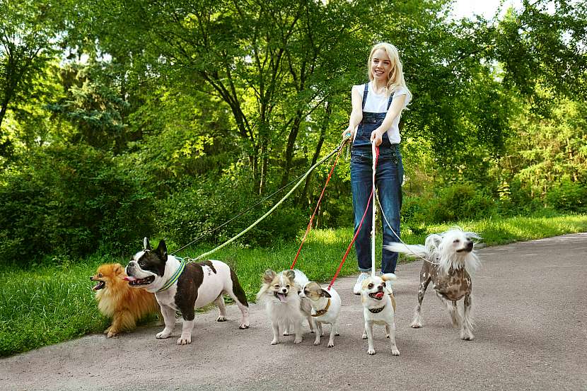 Při procházkách se psy může dojít k nečekaným konfliktům (Zdroj: Depositphotos (https://cz.depositphotos.com)