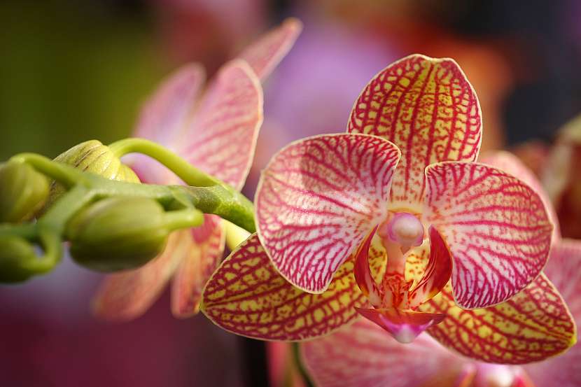 Orchidej prosí o slitování