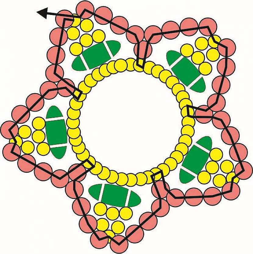 12. Navlékněte 5x T11, provlékněte prostřední T15 z pětice, provlékněte 1 T11 zpět, navlékněte 4x T11, provlékněte 1 T15 na špičce. Celé opakujte ještě 4x.