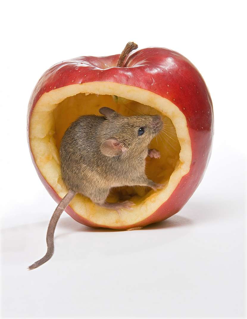 Myš v jablku
