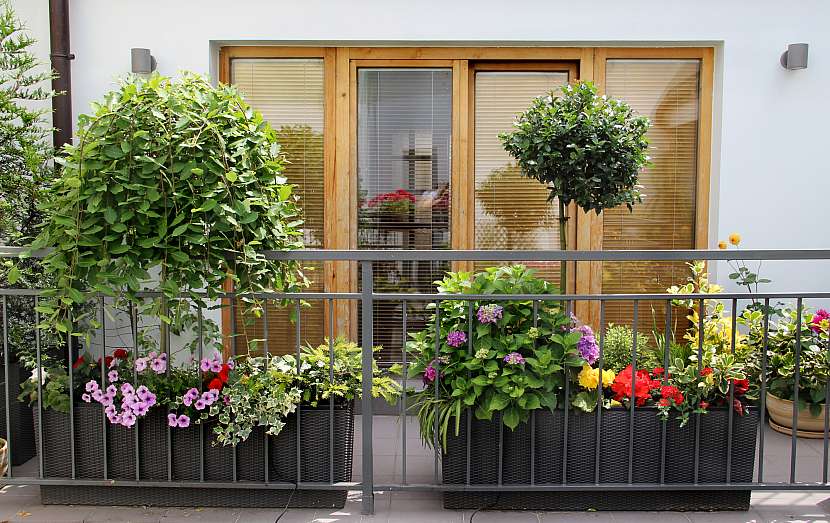 Pěstování na balkoně je klíčem k psychické pohodě, pokud nemáte zahrádku (Zdroj: Depositphotos (https://cz.depositphotos.com))