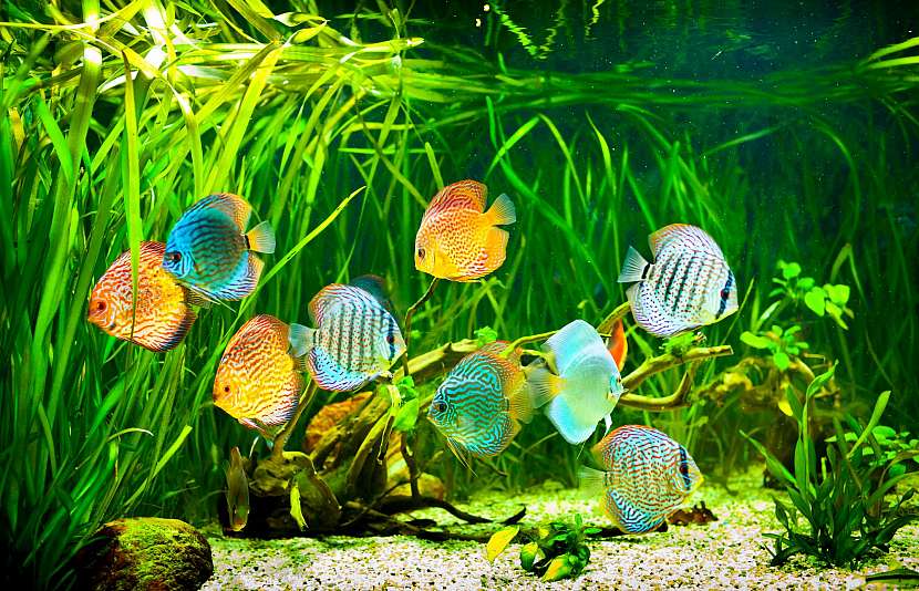 Akvárium s rybami je uklidňující zábava pro celou rodinu (Zdroj: Depositphotos)