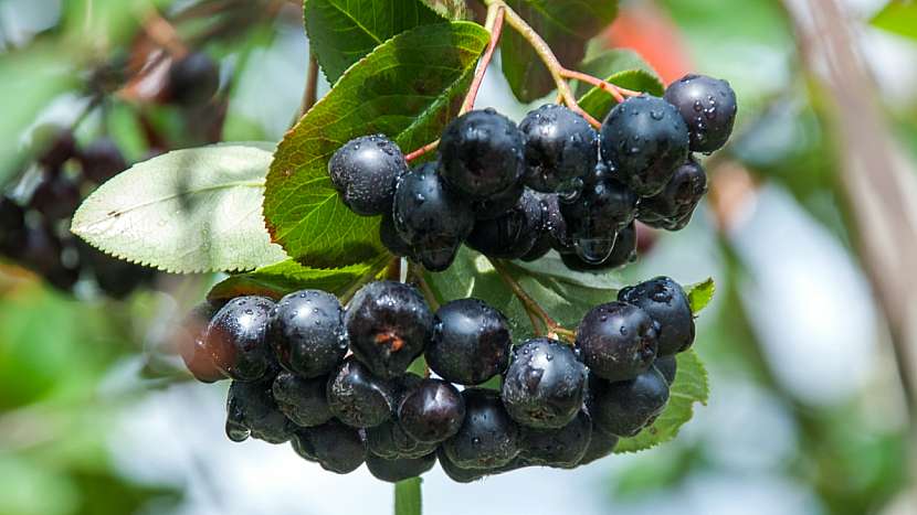 Plody aronie neboli černé jeřabiny patří k ceněným léčivkám