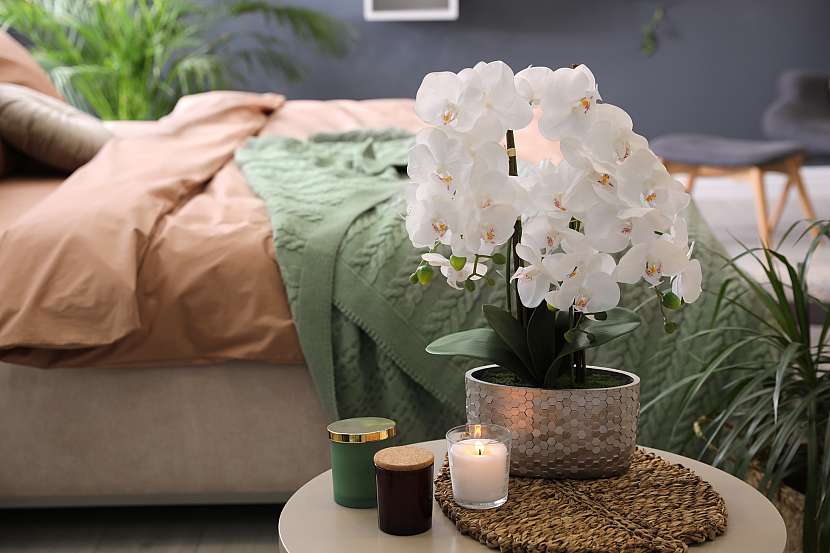 Pěstujte orchideje, odmění se vám za vaši péči (Zdroj: Depositphotos (https://cz.depositphotos.com))