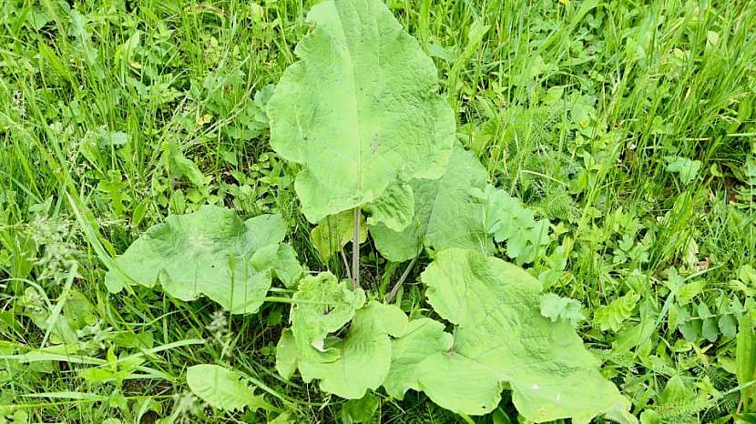 Lopuch větší (Arctium lappa) je skvělá bylina, která roste všude