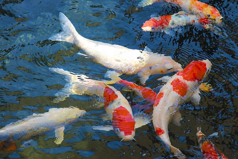 Koi kapr