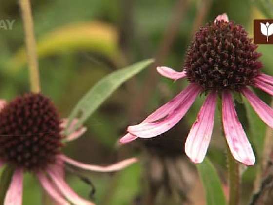 Echinacea - pěstování a využití