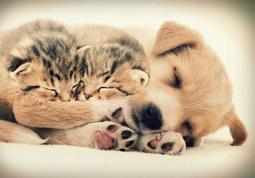 Odčervení psů a koček by se mělo stát pravidelnou součástí vašeho společného života (Zdroj: Depositphotos (https://cz.depositphotos.com))