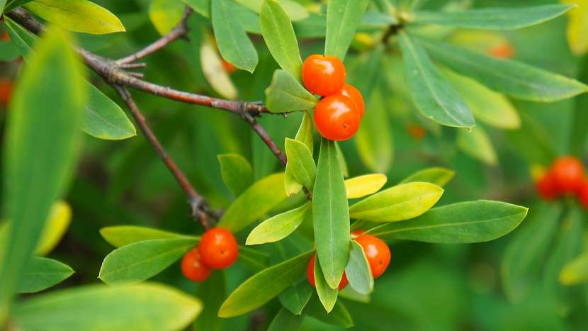 Jedovaté rostliny: lýkovec jedovatý (Daphne mezerum)