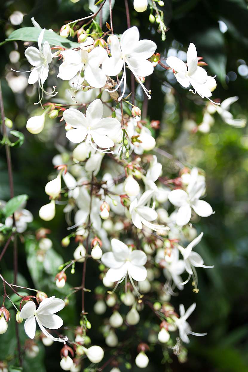 Clerodendron ugadense