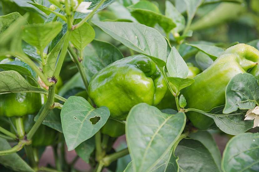 Zelená paprika