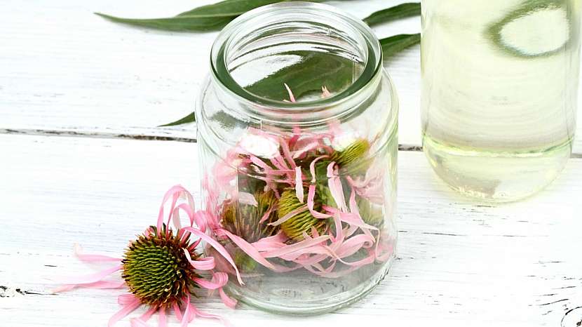 Echinacea: domácí extrakt i tinktura se připravují z květů nebo kořenů