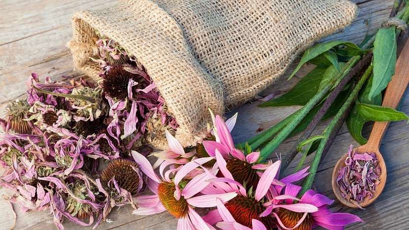 Echinacea: květy se sbírají od června do srpna a  suší ve stínu při teplotě do 30  °C