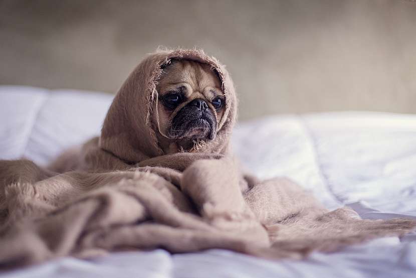 I pes může trpět chřipkou. Jak poznat nemoc a následně léčit? (Zdroj: Yoggies)