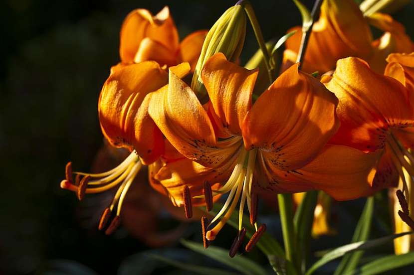 Vydejte se na výlet za vůní rozkvetlých lilií: Lilie v Průhonicích  2