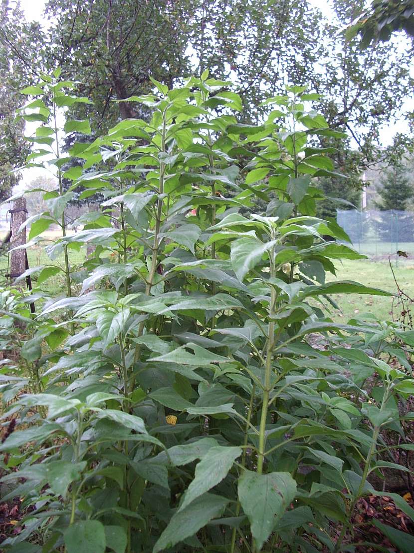 Vzrostlé topinambury