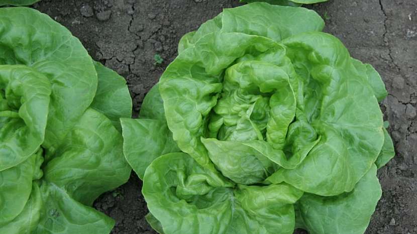 Odolná odrůda Major