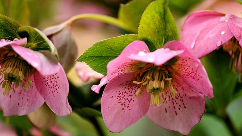 Čemeřice východní (Helleborus orientalis)