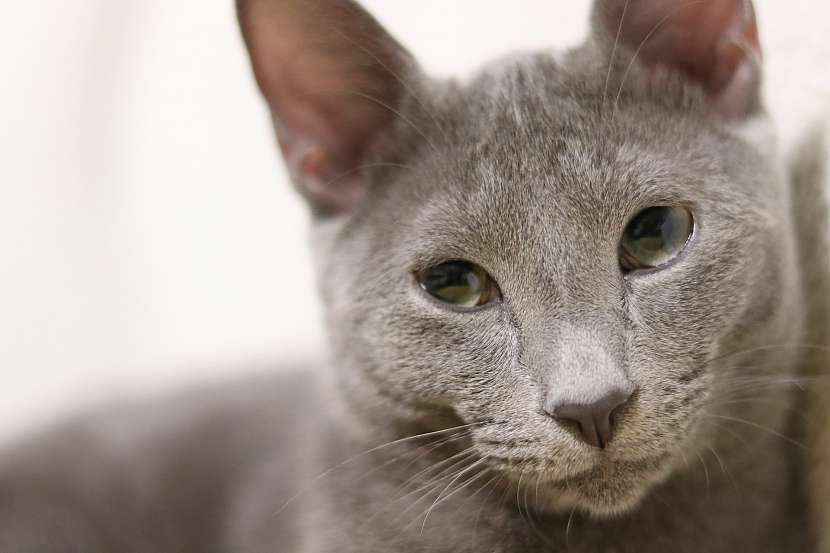 Ruská modrá kočka má vždy zelené oči
